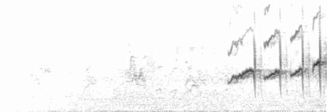 Трясохвіст темночеревий - ML75717301