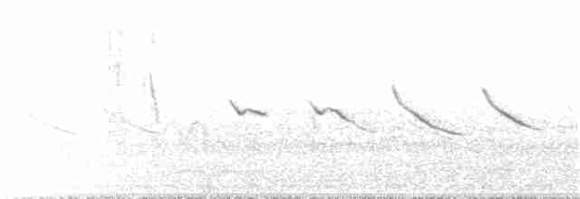 Трясохвіст темночеревий - ML75717451