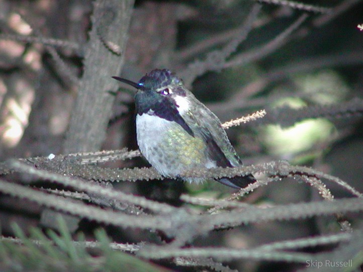 Costa's Hummingbird - Skip Russell