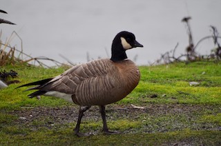Cackling Goose, ML75720601