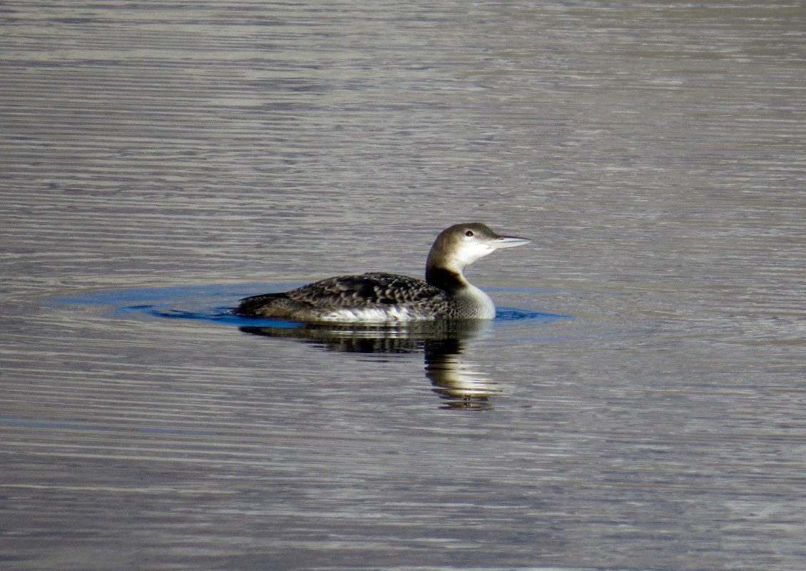 Common Loon - Mike Hearell