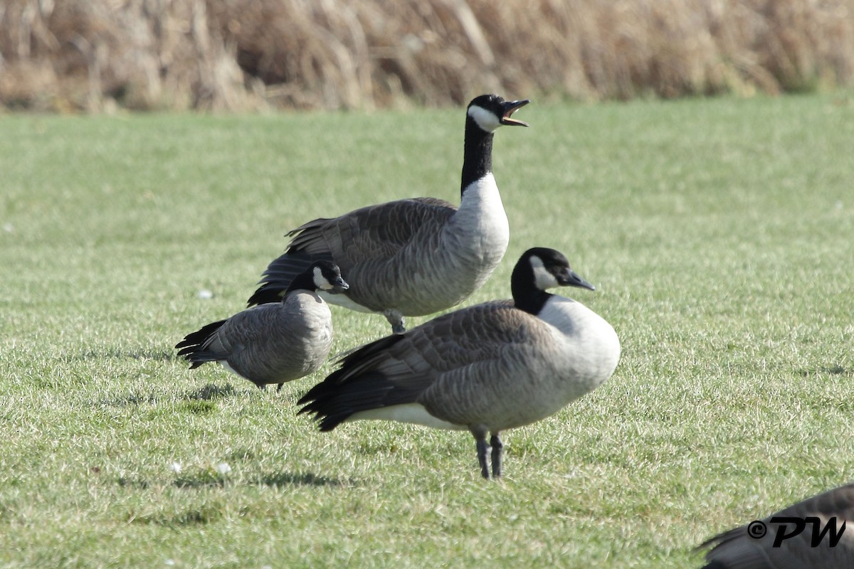 Cackling Goose - Anonymous