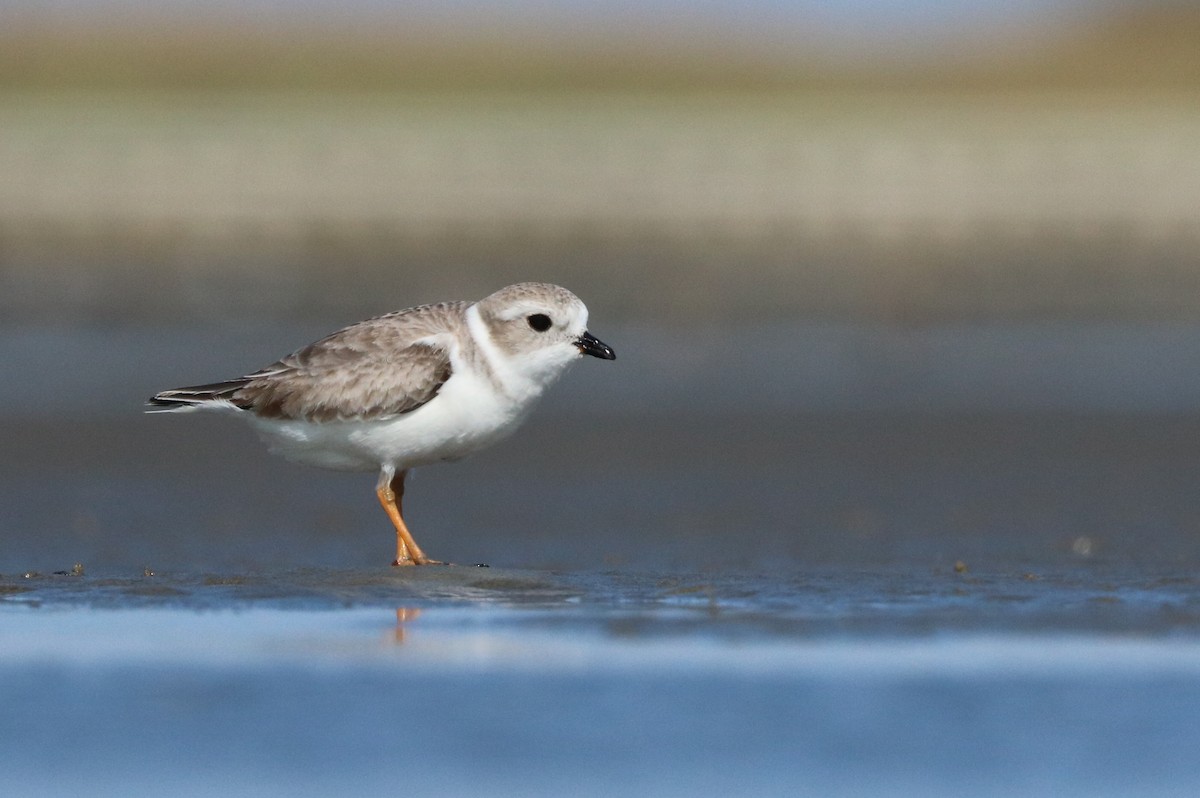 Piping Plover - ML75724361