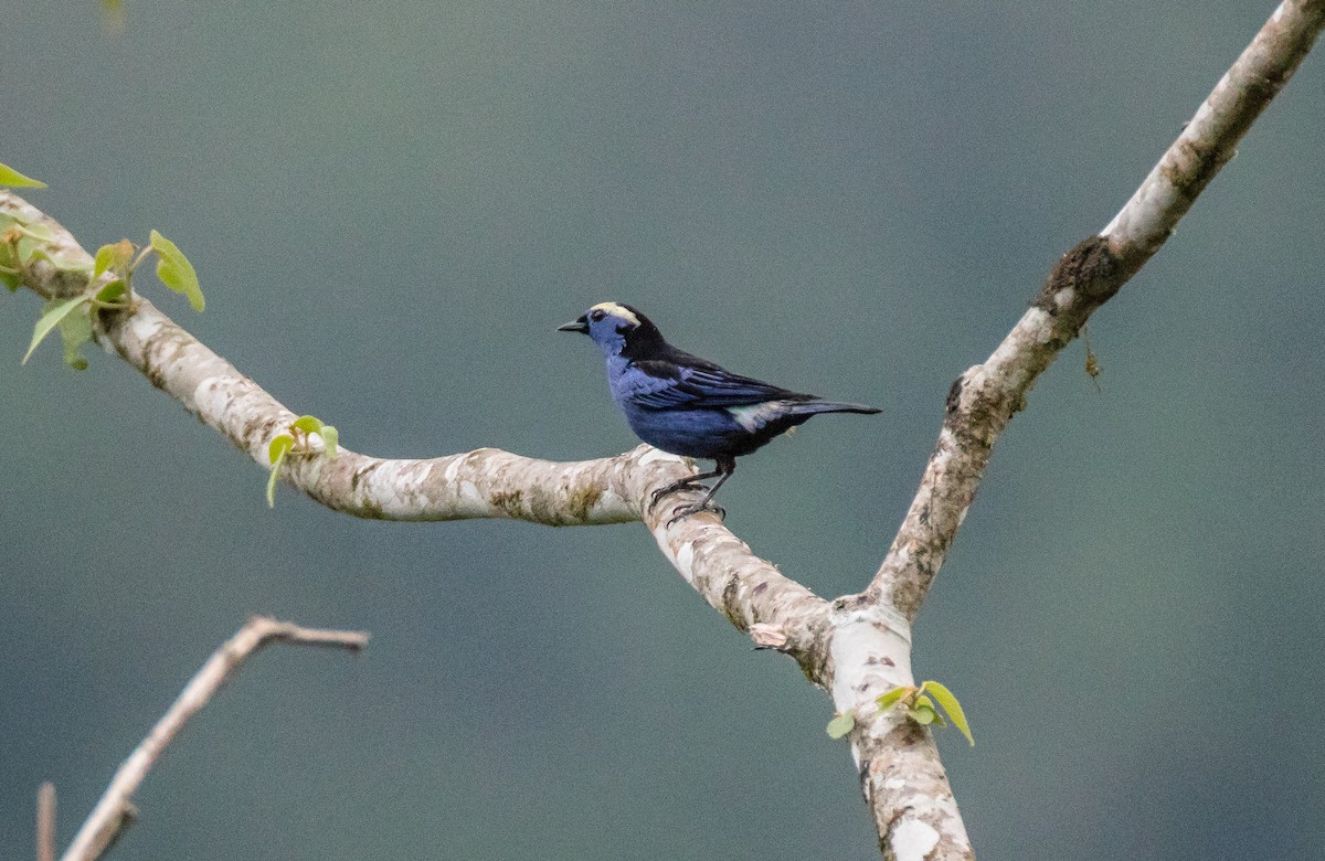 Opal-crowned Tanager - ML75725861