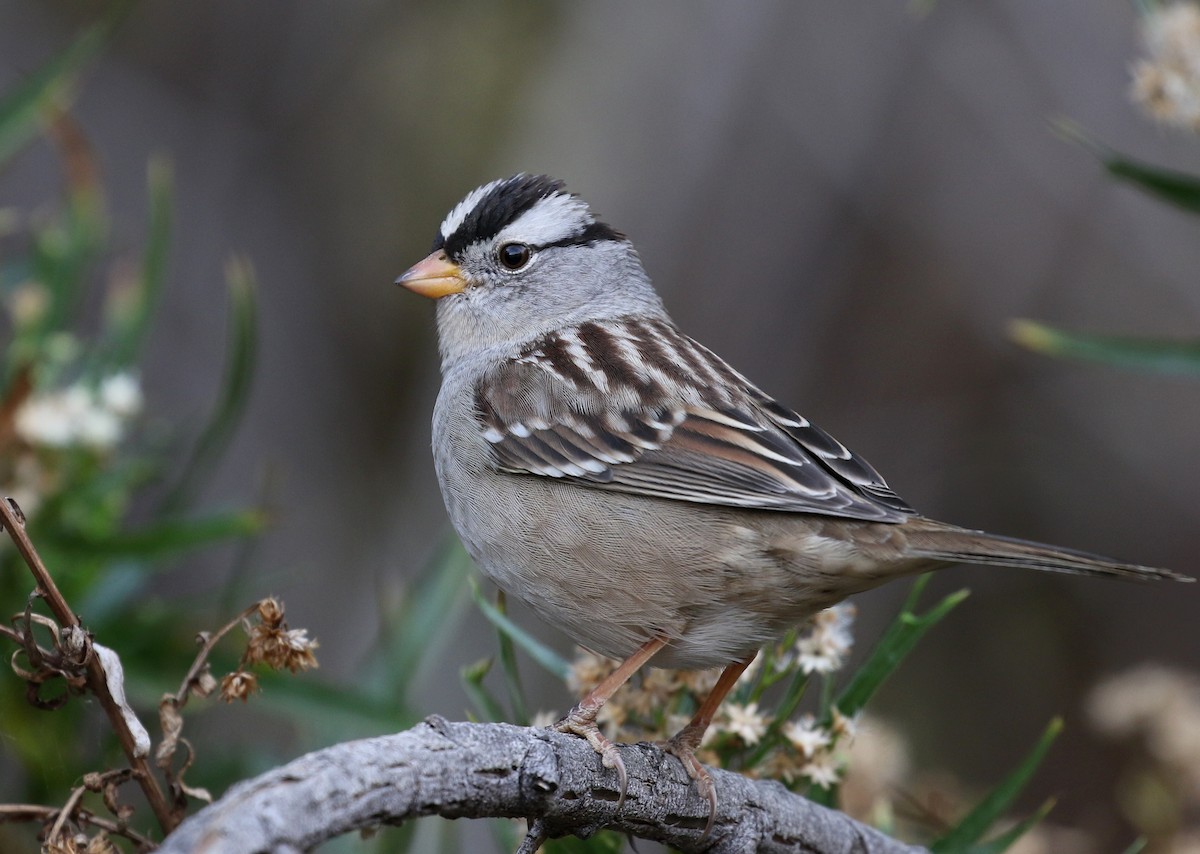 White-crowned Sparrow - Matthew Grube