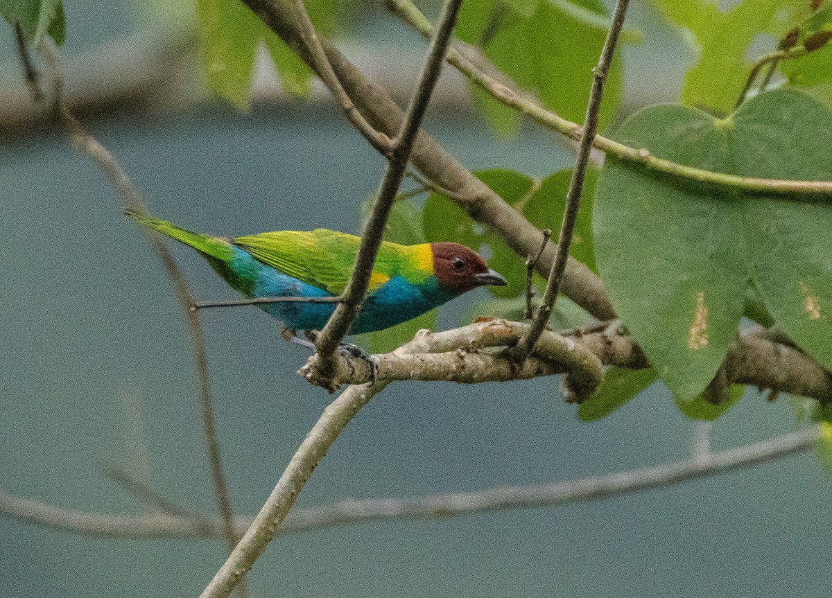 Bay-headed Tanager - ML75725951