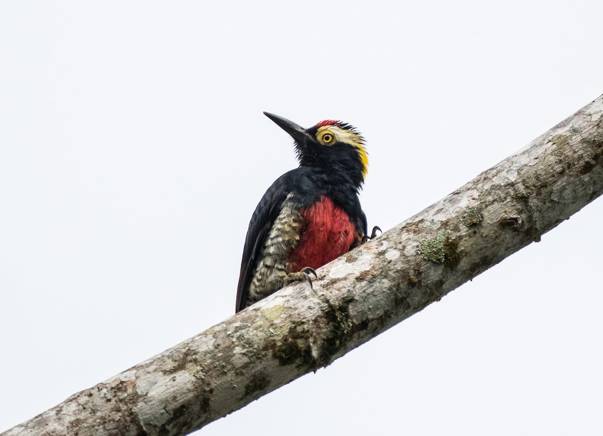 Yellow-tufted Woodpecker - ML75726161