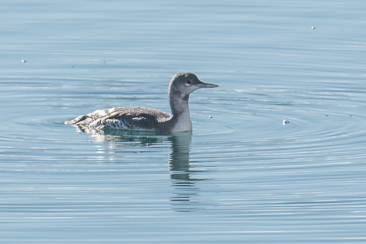 Red-throated Loon - ML75727571