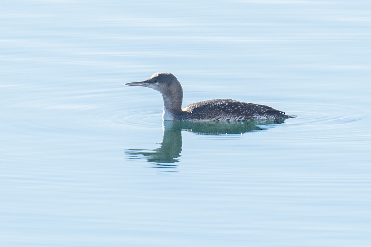 Red-throated Loon - ML75727601
