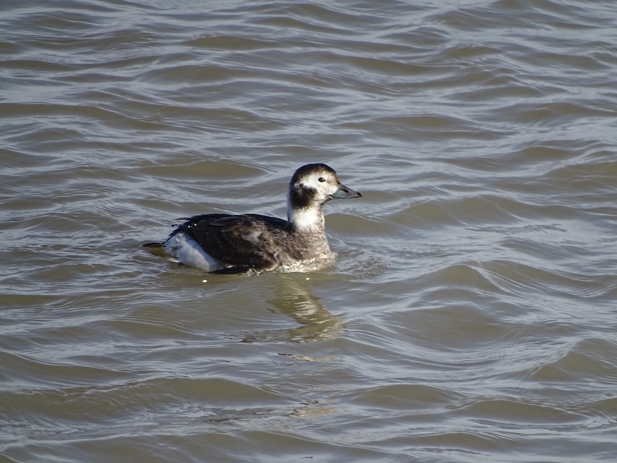 Long-tailed Duck - Sally Isacco
