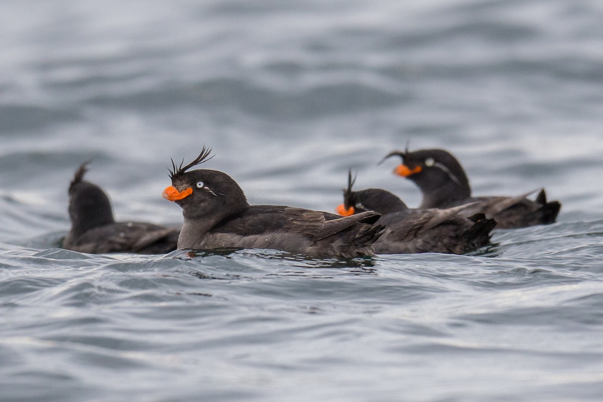 Crested Auklet - ML75728271