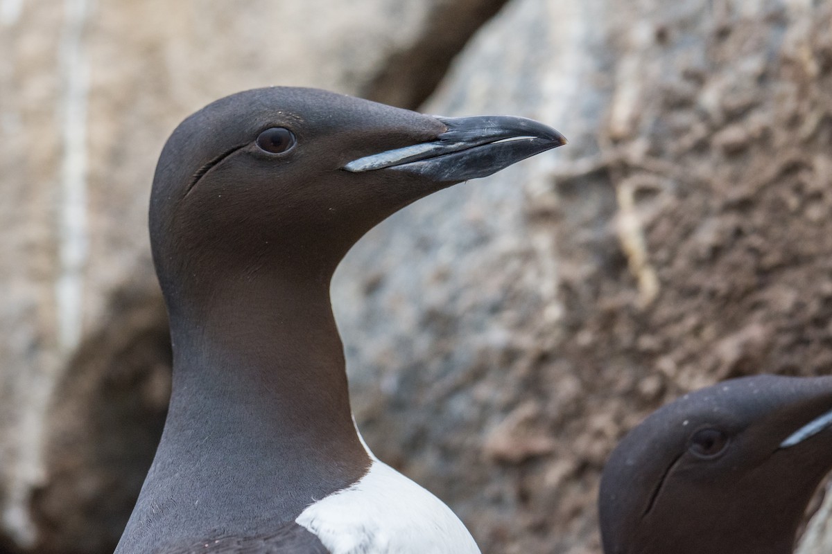 Thick-billed Murre - ML75729201