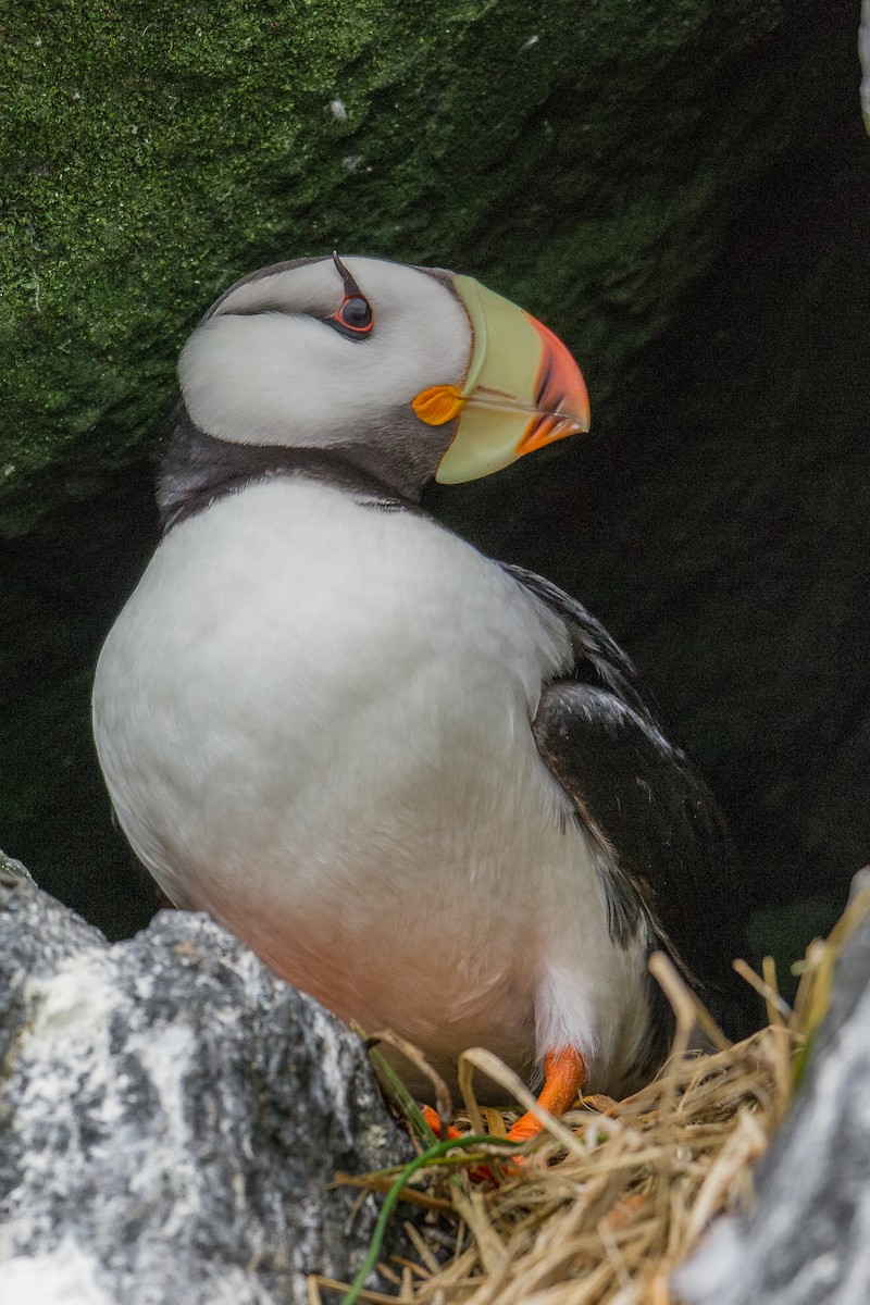 Horned Puffin - Jeff Bleam