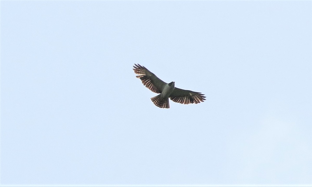 Short-tailed Hawk - Margareta Wieser