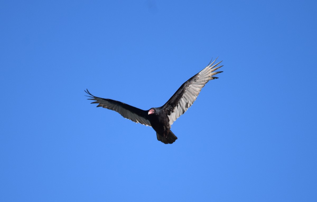 Turkey Vulture - Jonathan Snyder