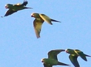 Yellow-chevroned Parakeet - ML75738291