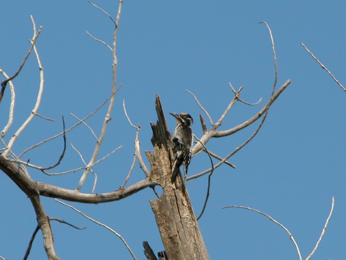 American Three-toed Woodpecker - Will Chatfield-Taylor