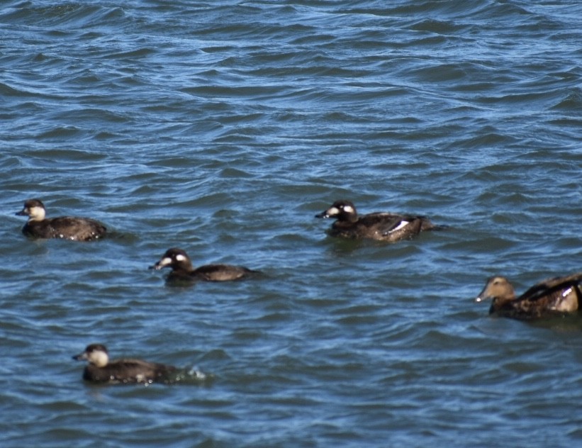 White-winged Scoter - Steven Weiss