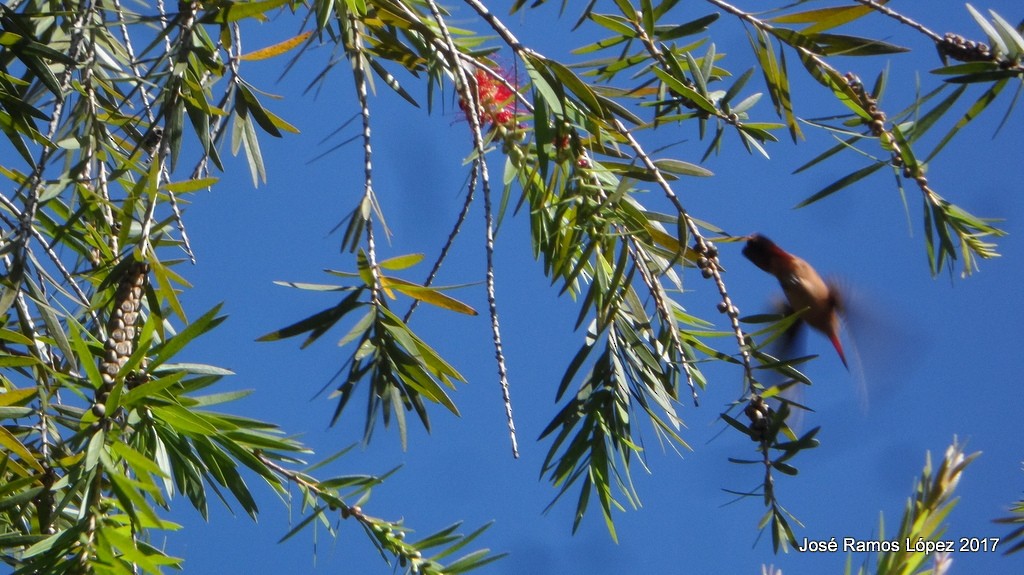 kolibřík ryšavý - ML75739681