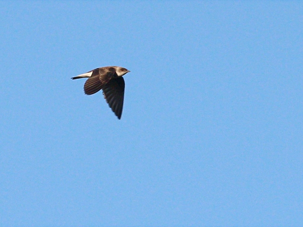Brown-chested Martin (fusca) - Paulo Krieser