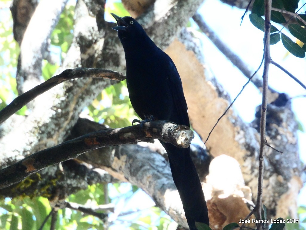 Great-tailed Grackle - ML75740011