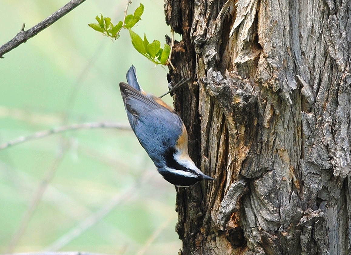 Red-breasted Nuthatch - ML75743001