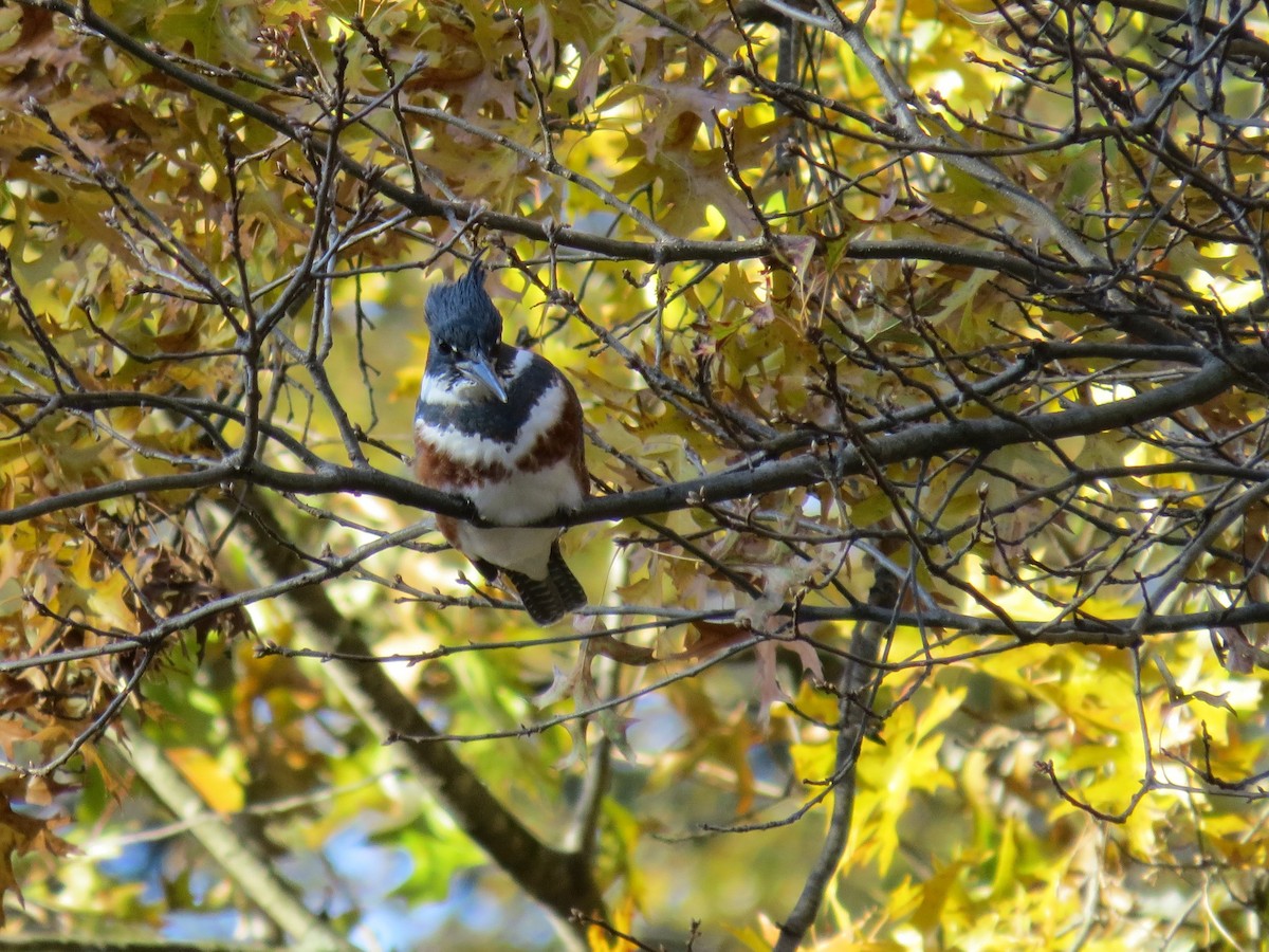 Belted Kingfisher - Cathy Weiner