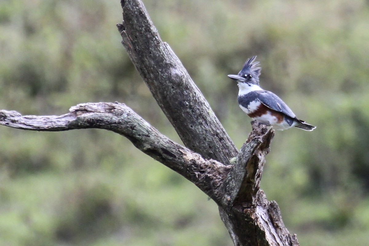 Belted Kingfisher - ML75744211