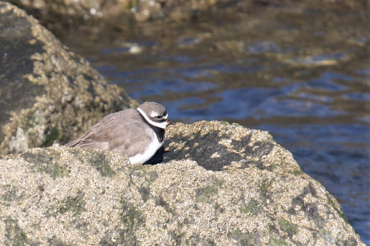 Common Ringed Plover - Carlos Pacheco