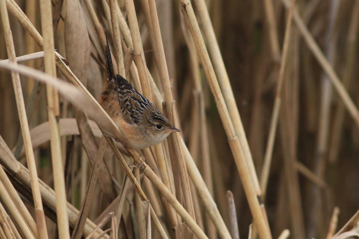 eBird Checklist 7 Oct 2017 Fort Hill, Eastham 31 species (+1 other taxa)