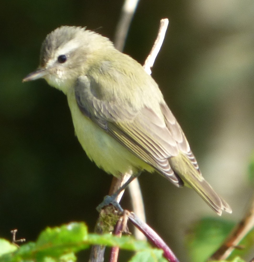 Warbling Vireo - Connor Goff