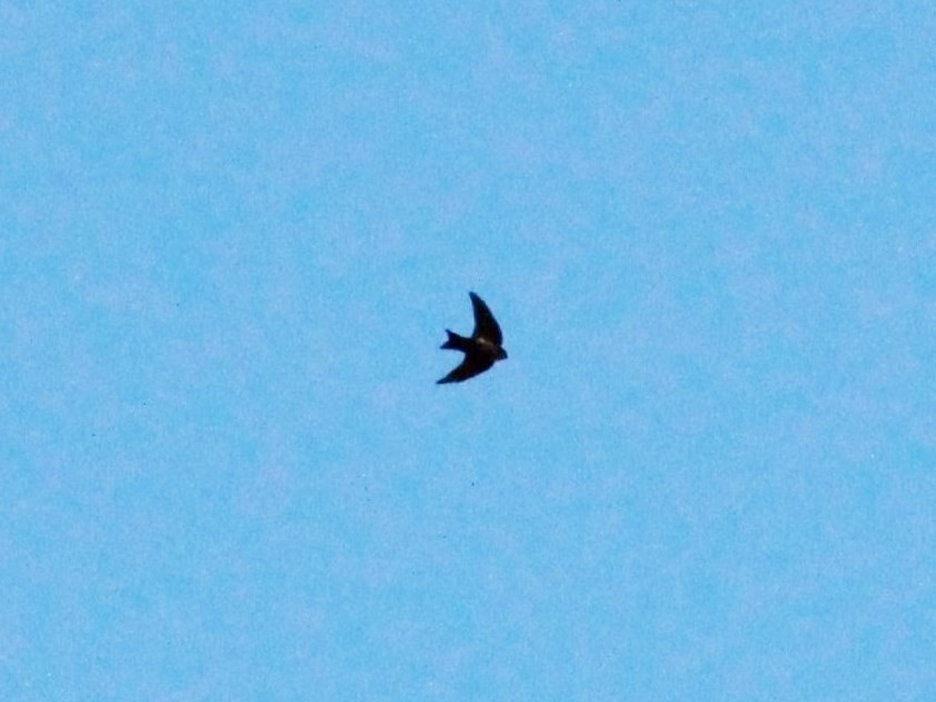 Brown-bellied Swallow - Rutger Koperdraad