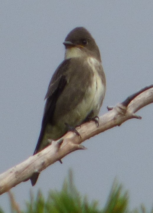 Olive-sided Flycatcher - Connor Goff