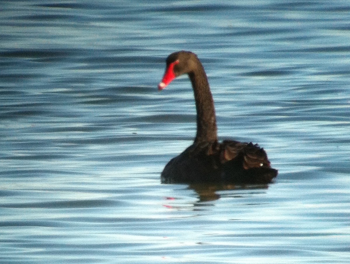 Black Swan - Alison Huff