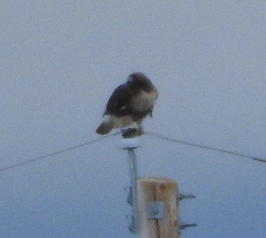Red-tailed Hawk - ML75749801