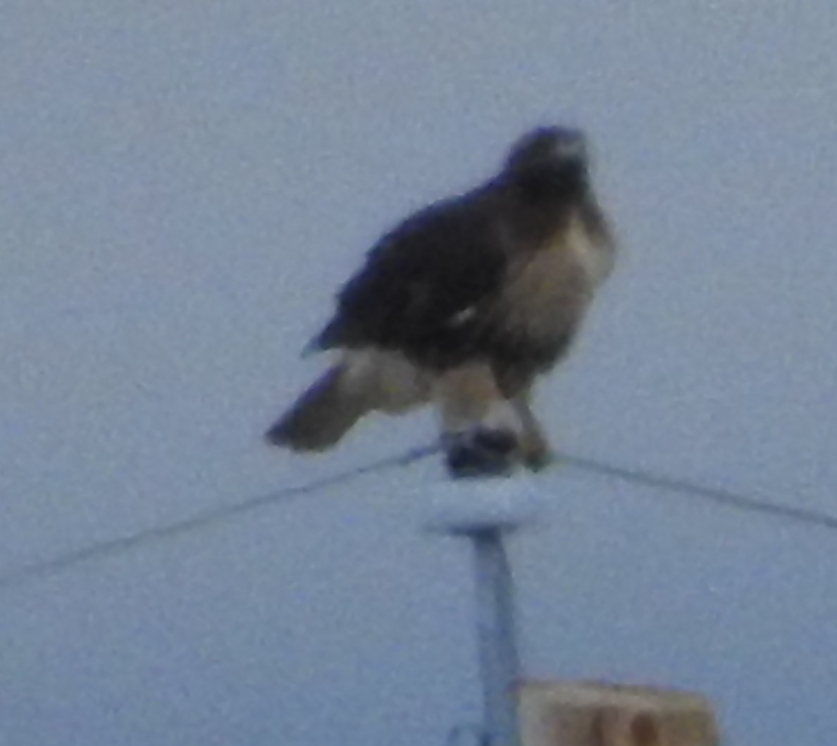 Red-tailed Hawk - ML75749821