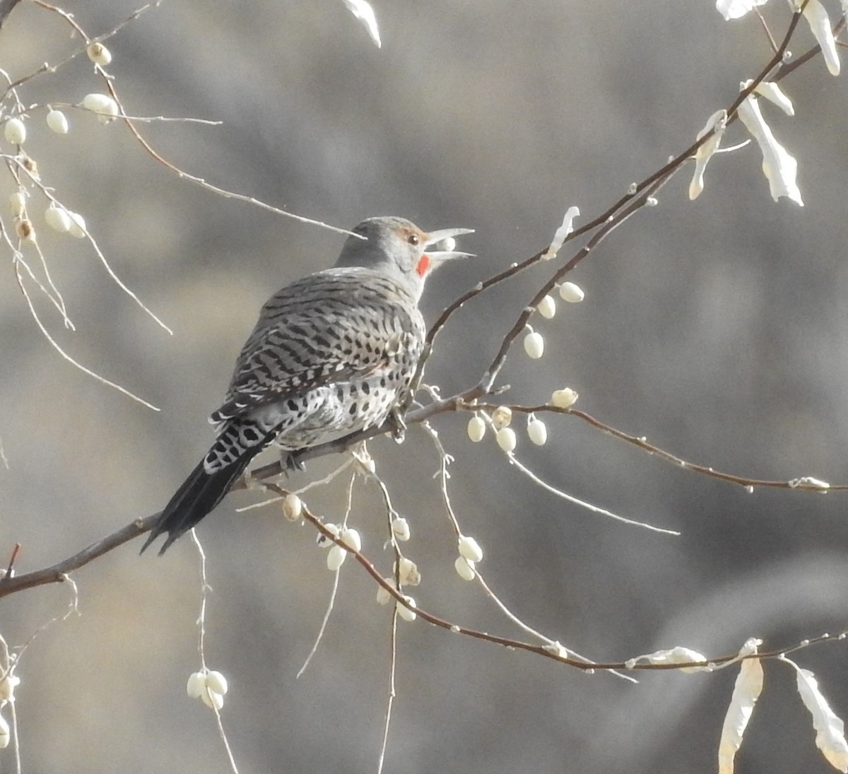 Northern Flicker (Yellow-shafted x Red-shafted) - ML75749891