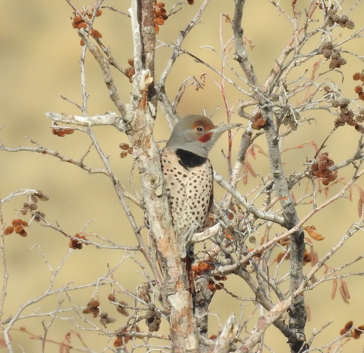Northern Flicker (Yellow-shafted x Red-shafted) - ML75749921
