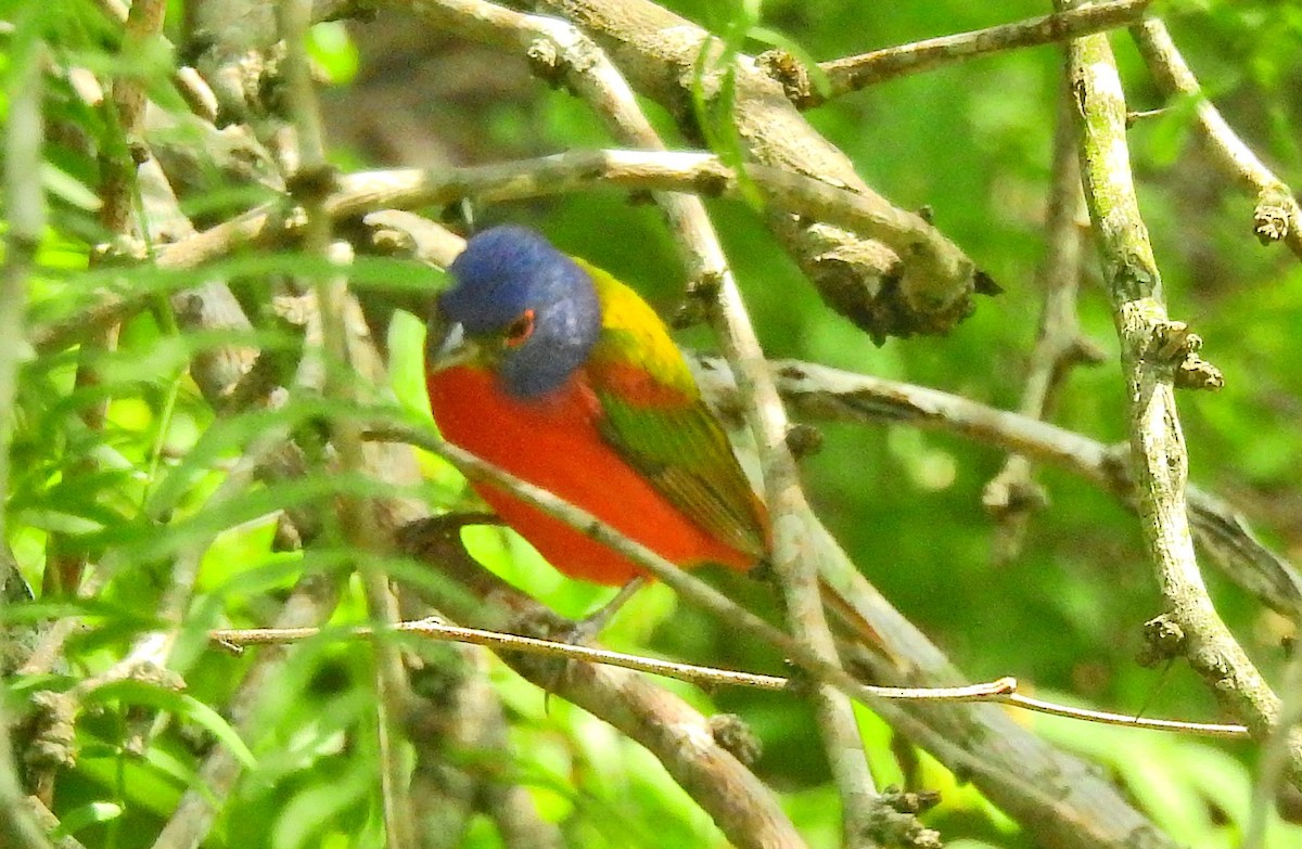 Painted Bunting - ML75750571