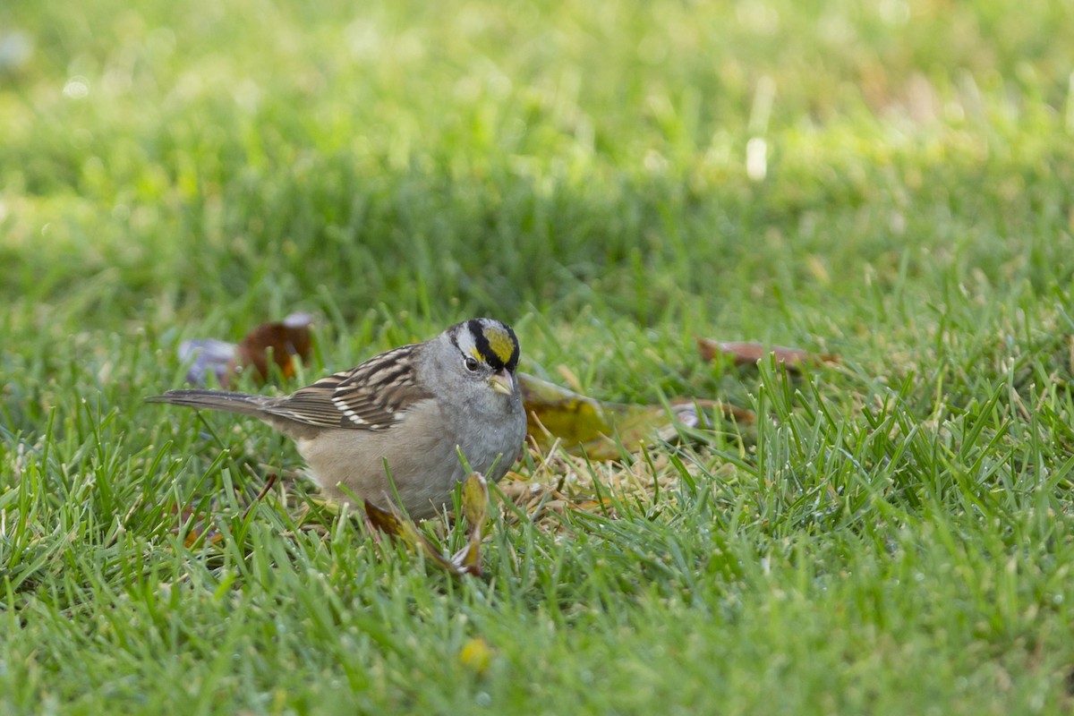 White-crowned x Golden-crowned Sparrow (hybrid) - ML75753631