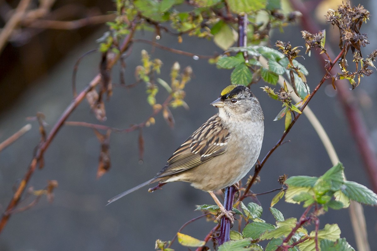 Golden-crowned Sparrow - ML75753651