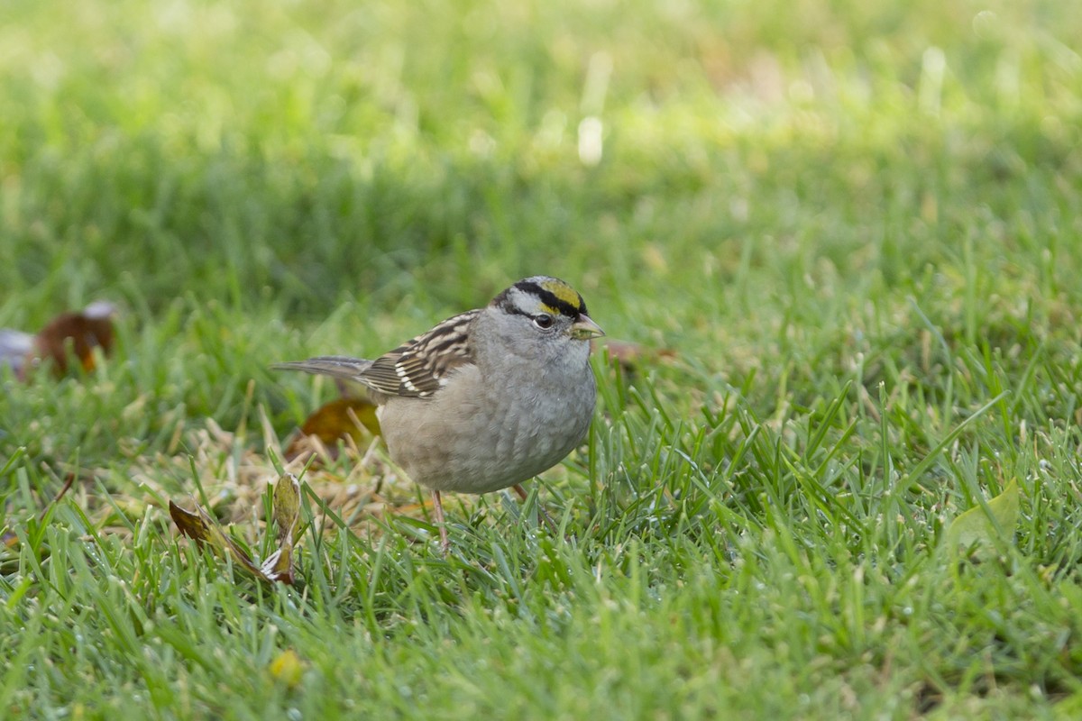 White-crowned x Golden-crowned Sparrow (hybrid) - ML75753661