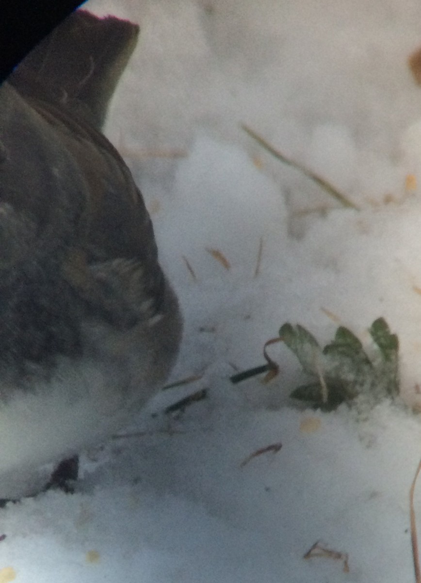 Dark-eyed Junco x White-throated Sparrow (hybrid) - ML75755061