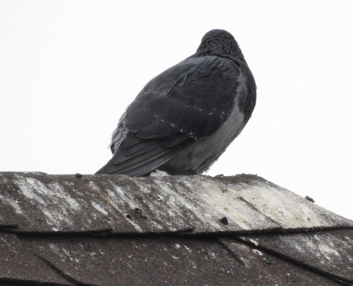 Rock Pigeon (Feral Pigeon) - ML75755471