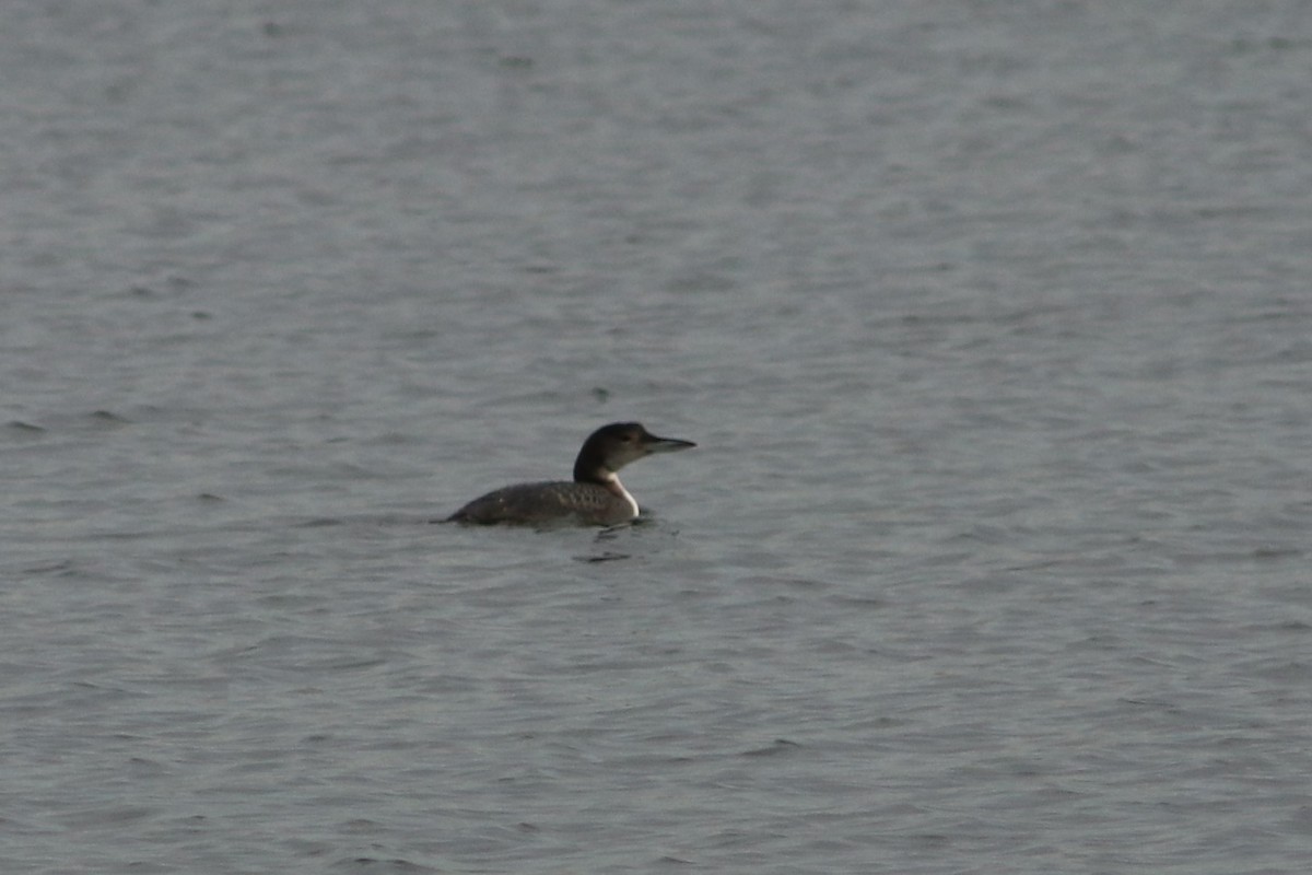 Common Loon - Risë Foster-Bruder