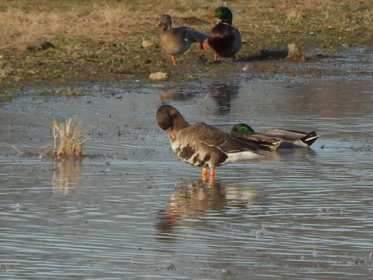 Greater White-fronted Goose - ML75756851