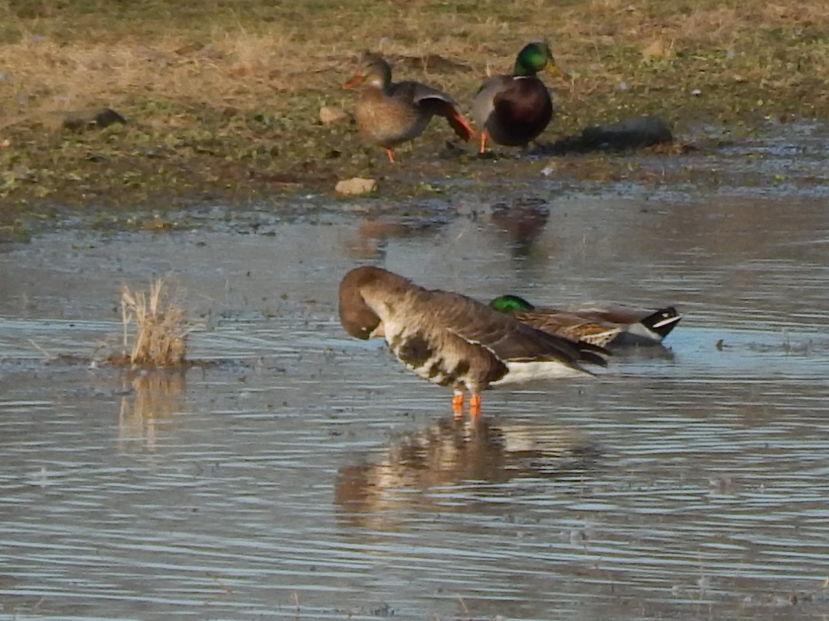 Greater White-fronted Goose - ML75756891
