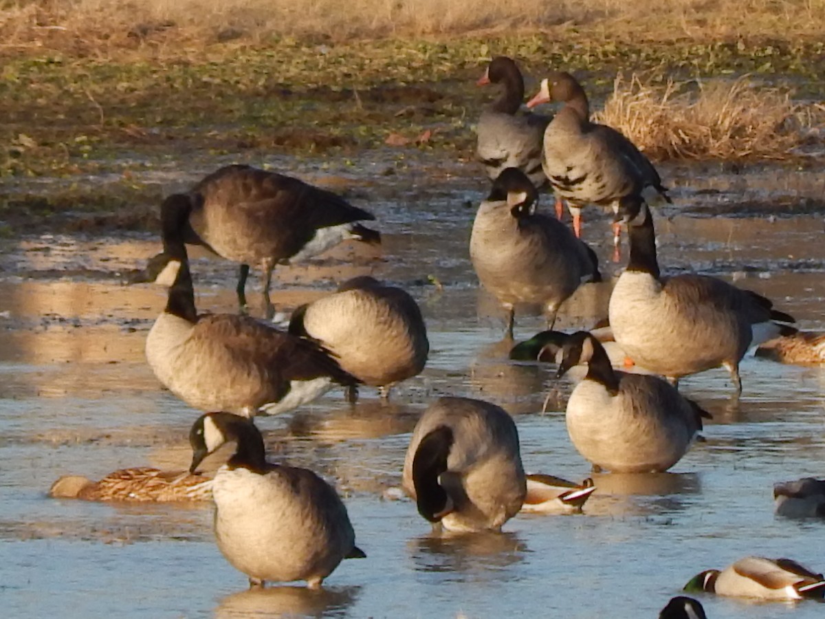 Greater White-fronted Goose - ML75756951