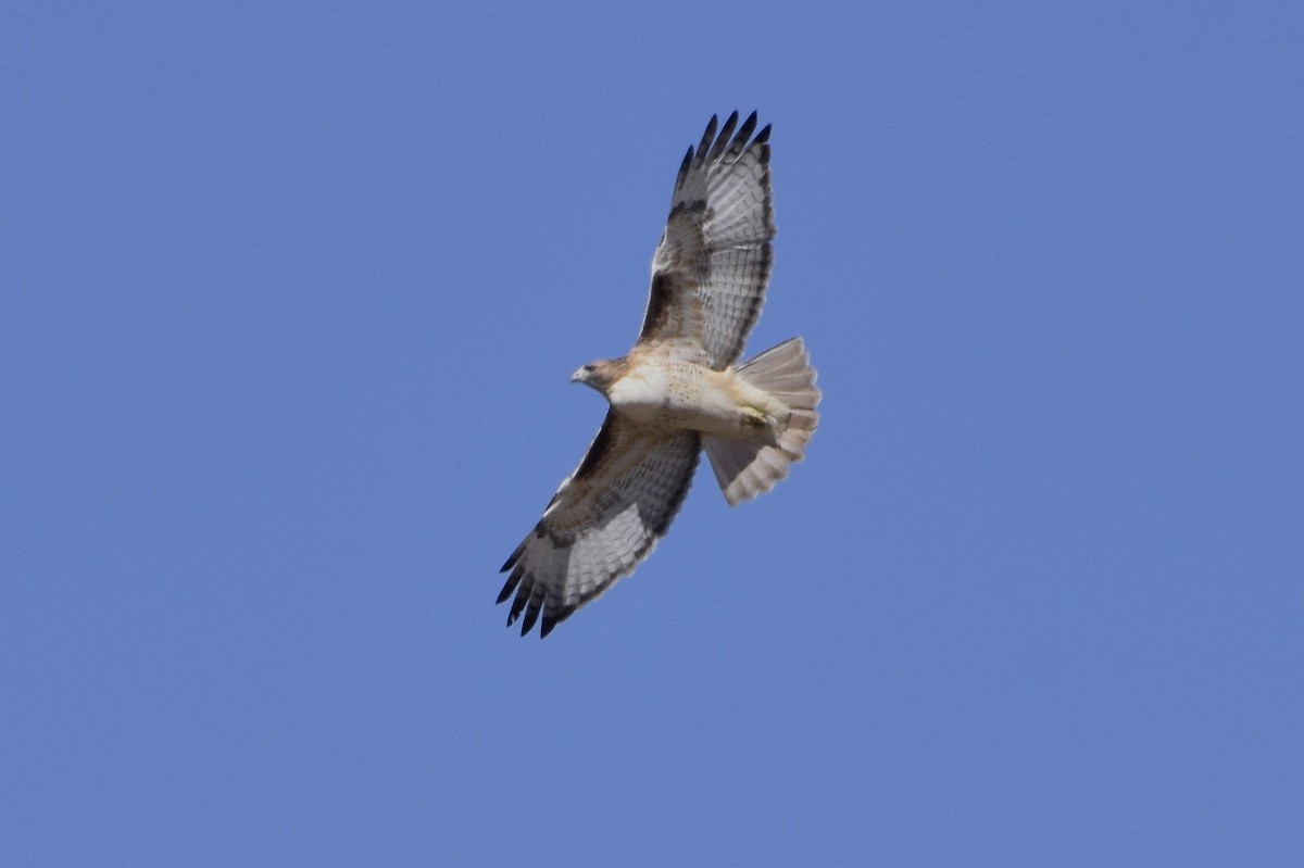 Red-tailed Hawk - David de Rivera Tønnessen