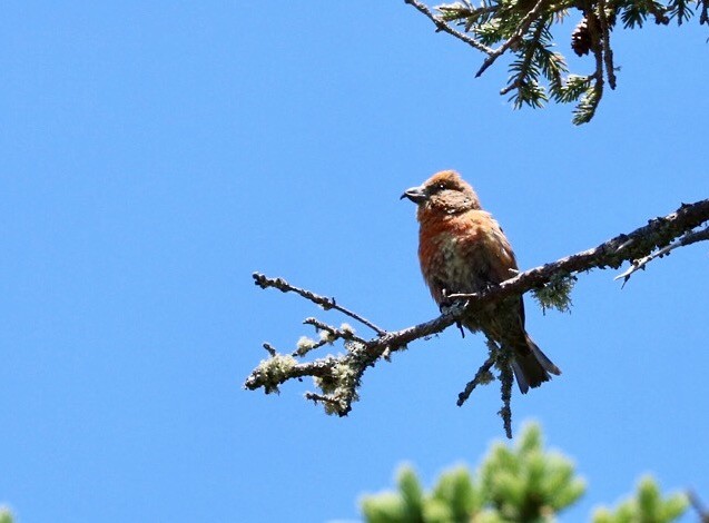 Red Crossbill (Northeastern or type 12) - ML75758301